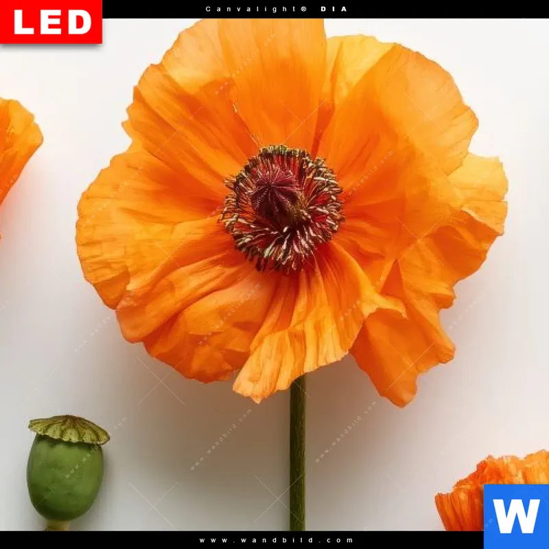 Wechselmotiv Acrylglas Canvalight® DIA | Mohnblumen in voller Blüte | Quadrat