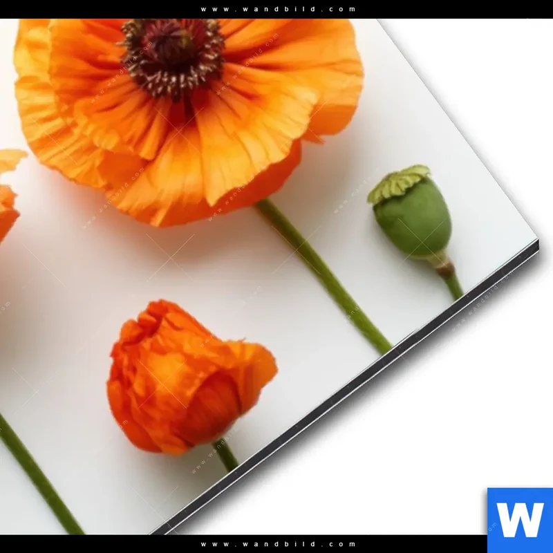 Alu-Dibond Bild | Mohnblumen in voller Blüte | Panorama