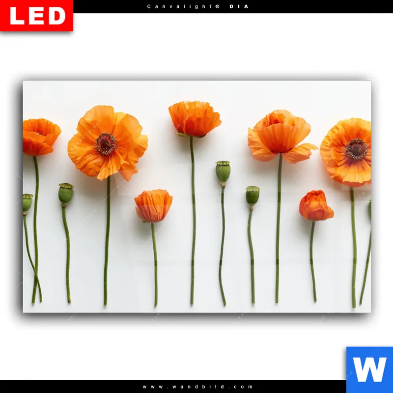 Wechselmotiv Acrylglas Canvalight® DIA | Mohnblumen in voller Blüte | Querformat