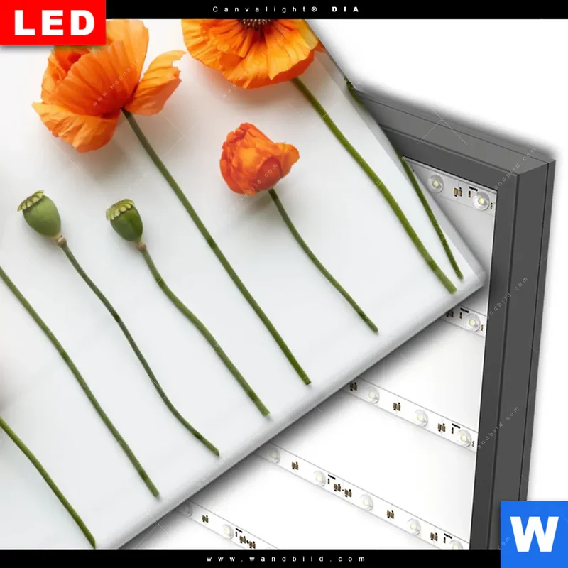 Wechselmotiv Acrylglas Canvalight® DIA | Mohnblumen in voller Blüte | Querformat