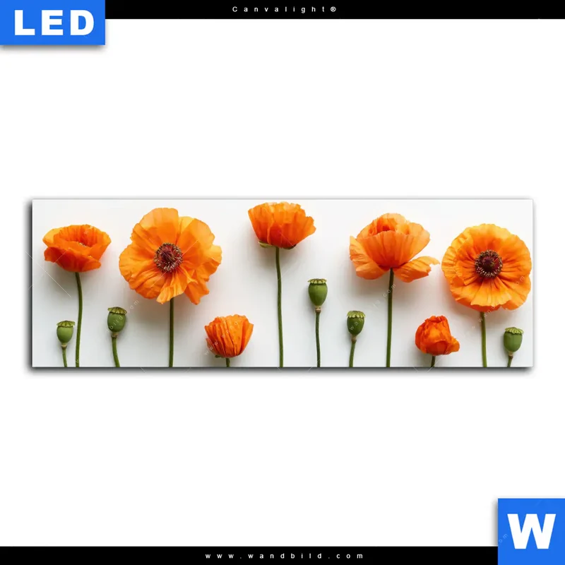 Canvalight® Leuchtbild | Mohnblumen in voller Blüte | Panorama