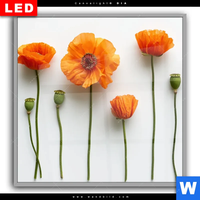 Leuchtbild Acrylglas Canvalight® DIA | Mohnblumen in voller Blüte | Quadrat