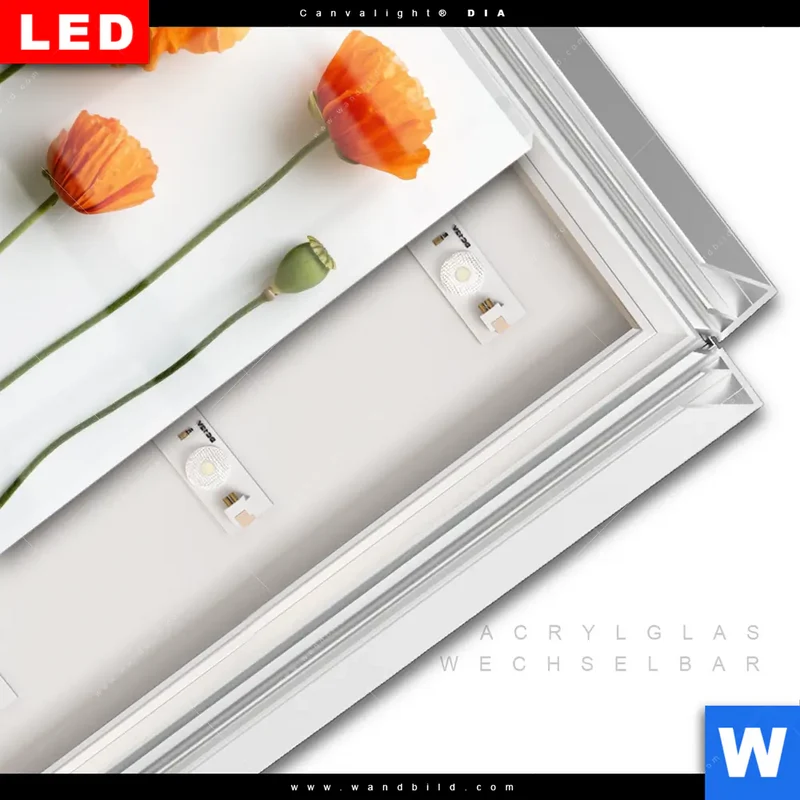 Leuchtbild Acrylglas Canvalight® DIA | Mohnblumen in voller Blüte | Quadrat