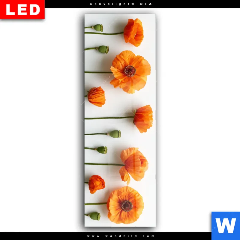 Wechselmotiv Acrylglas Canvalight® DIA | Mohnblumen in voller Blüte | Schmal