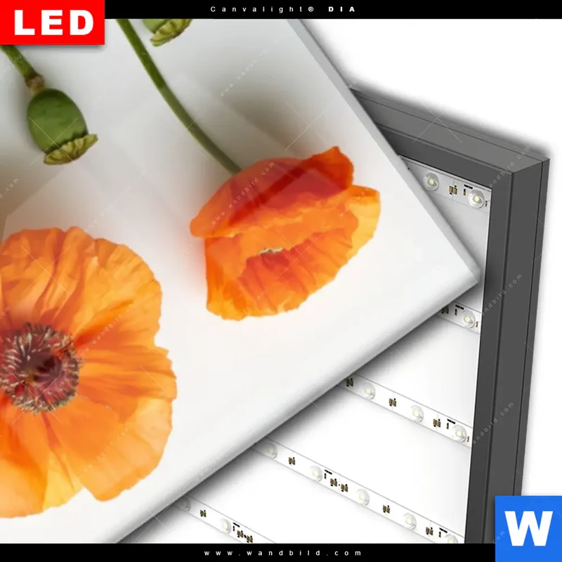 Wechselmotiv Acrylglas Canvalight® DIA | Mohnblumen in voller Blüte | Schmal