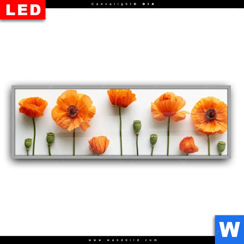 Leuchtbild Acrylglas Canvalight® DIA | Mohnblumen in voller Blüte | Panorama