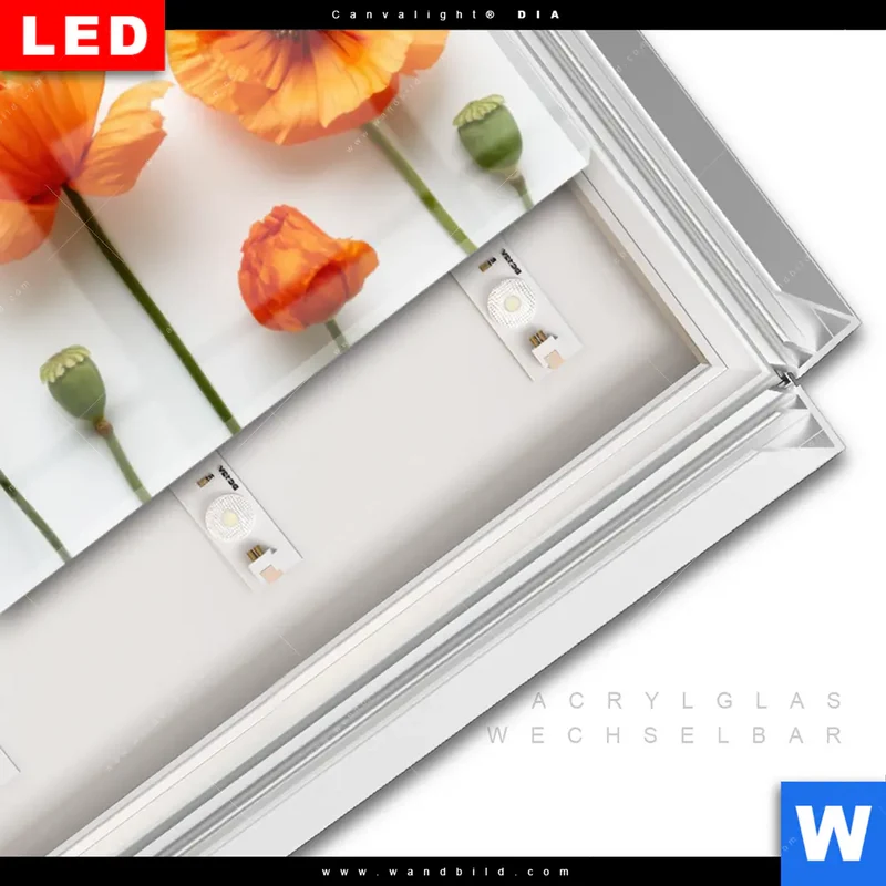 Leuchtbild Acrylglas Canvalight® DIA | Mohnblumen in voller Blüte | Panorama
