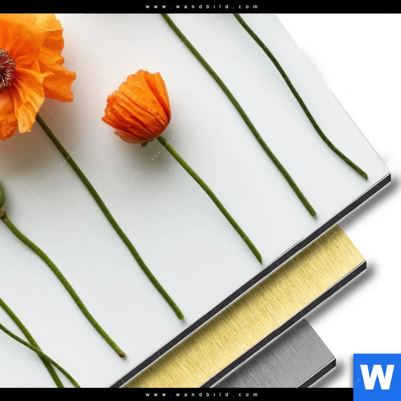 Aluminiumbild gebürstet | Mohnblumen in voller Blüte | Quadrat