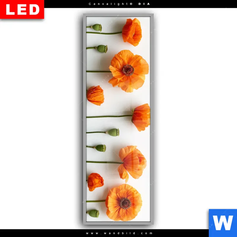 Leuchtbild Acrylglas Canvalight® DIA | Mohnblumen in voller Blüte | Schmal