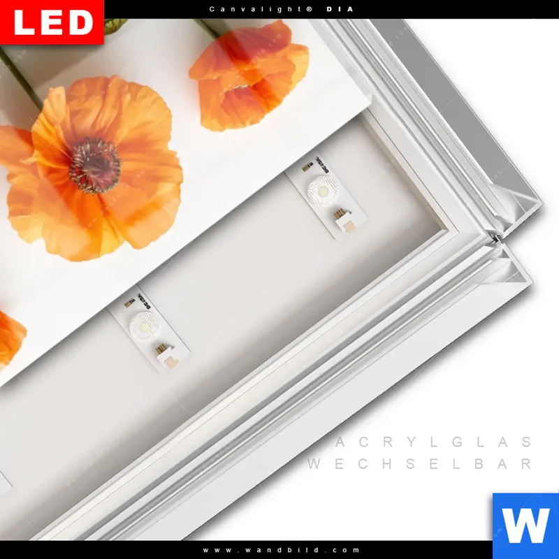 Leuchtbild Acrylglas Canvalight® DIA | Mohnblumen in voller Blüte | Schmal