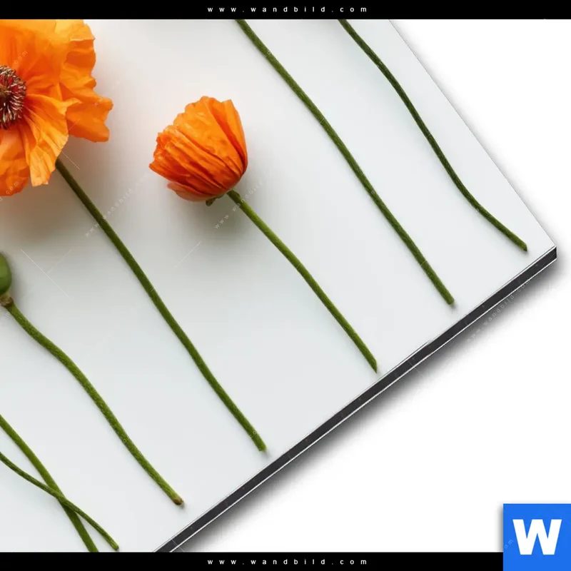 Alu-Dibond Bild | Mohnblumen in voller Blüte | Rund