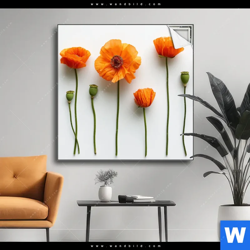 Spannbild | Mohnblumen in voller Blüte | Quadrat