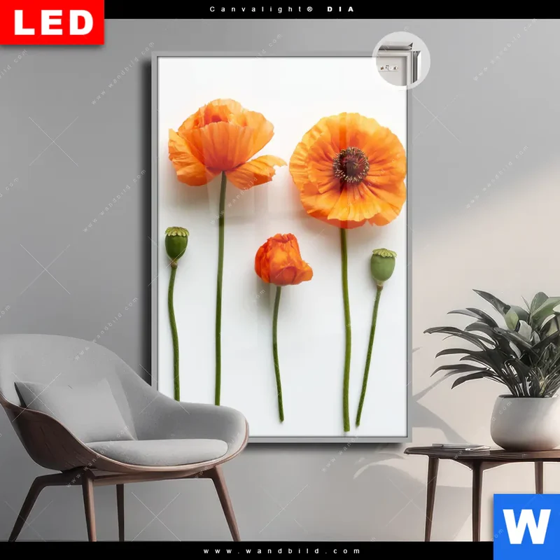 Leuchtbild Acrylglas Canvalight® DIA | Mohnblumen in voller Blüte | Hochformat