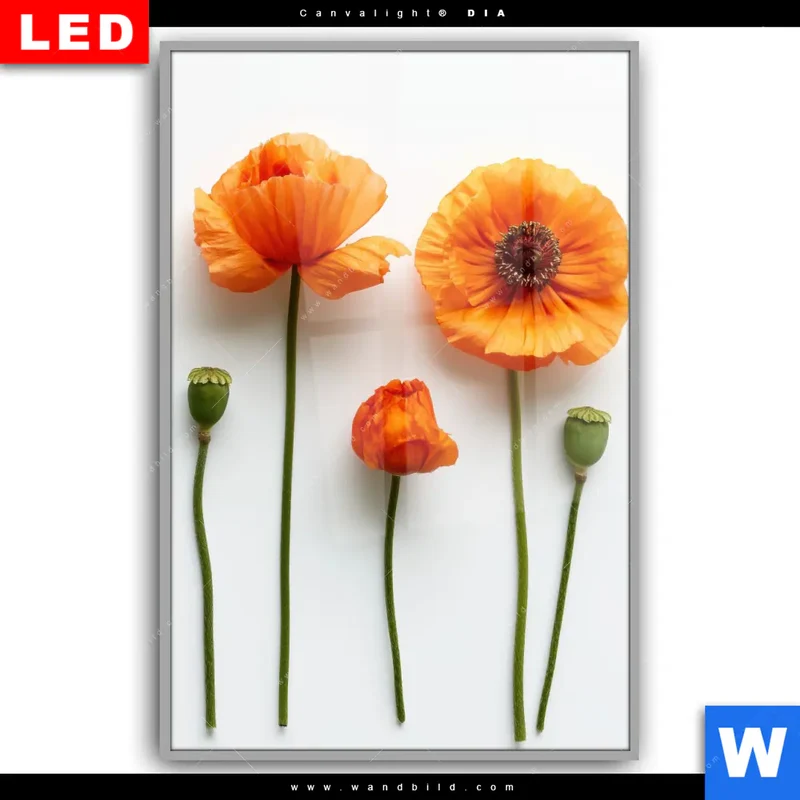 Leuchtbild Acrylglas Canvalight® DIA | Mohnblumen in voller Blüte | Hochformat