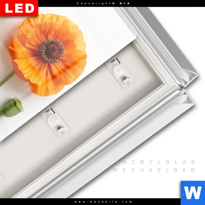 Leuchtbild Acrylglas Canvalight® DIA | Mohnblumen in voller Blüte | Hochformat