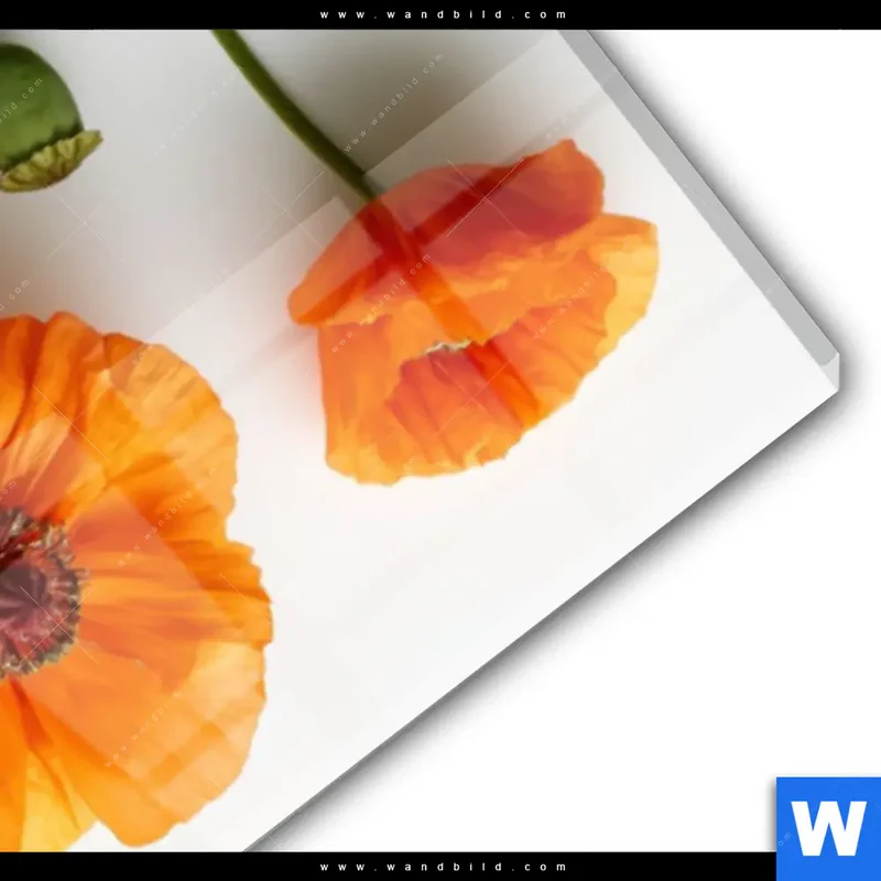 Acrylglasbild | Mohnblumen in voller Blüte | Schmal