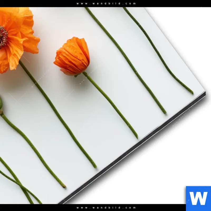 Alu-Dibond Bild | Mohnblumen in voller Blüte | Quadrat