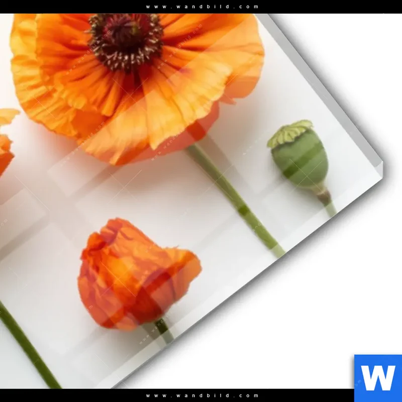 Acrylglasbild | Mohnblumen in voller Blüte | Panorama
