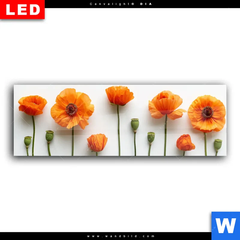 Wechselmotiv Acrylglas Canvalight® DIA | Mohnblumen in voller Blüte | Panorama