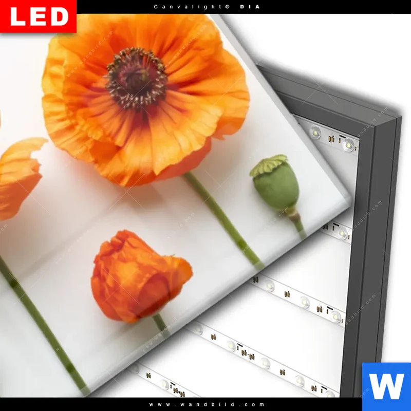 Wechselmotiv Acrylglas Canvalight® DIA | Mohnblumen in voller Blüte | Panorama