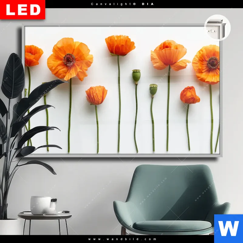Leuchtbild Acrylglas Canvalight® DIA | Mohnblumen in voller Blüte | Querformat