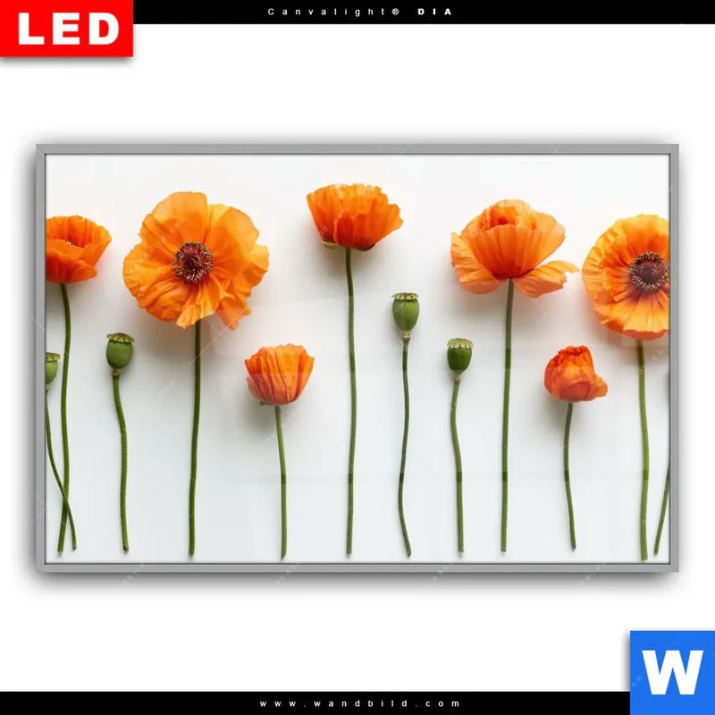 Leuchtbild Acrylglas Canvalight® DIA | Mohnblumen in voller Blüte | Querformat