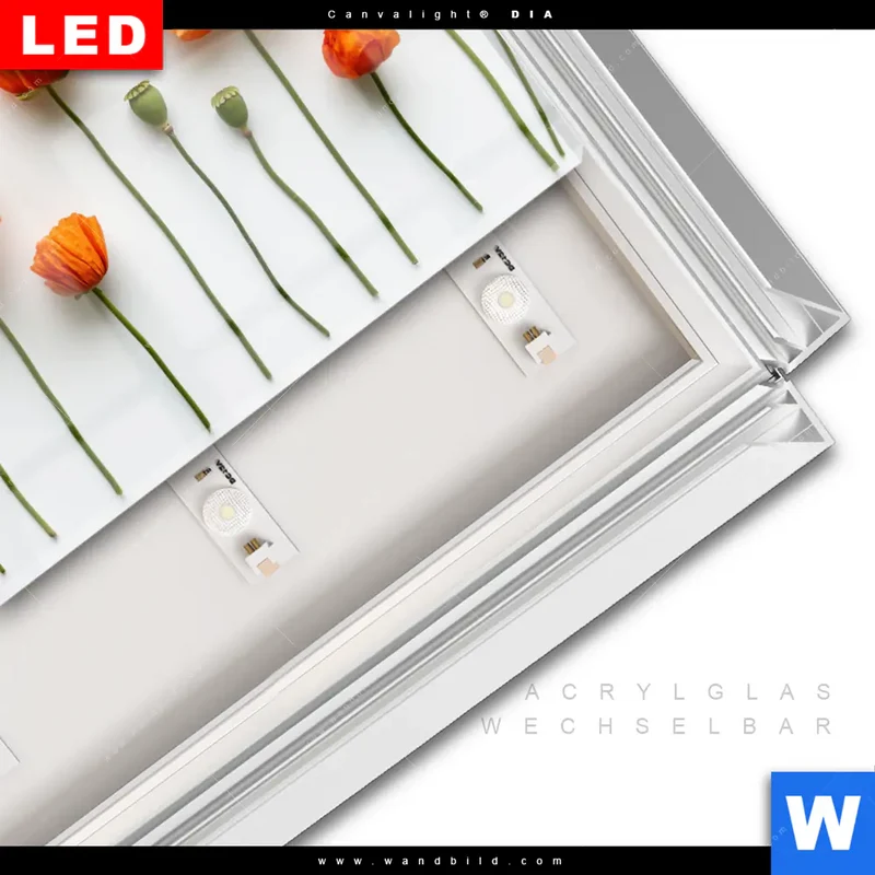 Leuchtbild Acrylglas Canvalight® DIA | Mohnblumen in voller Blüte | Querformat