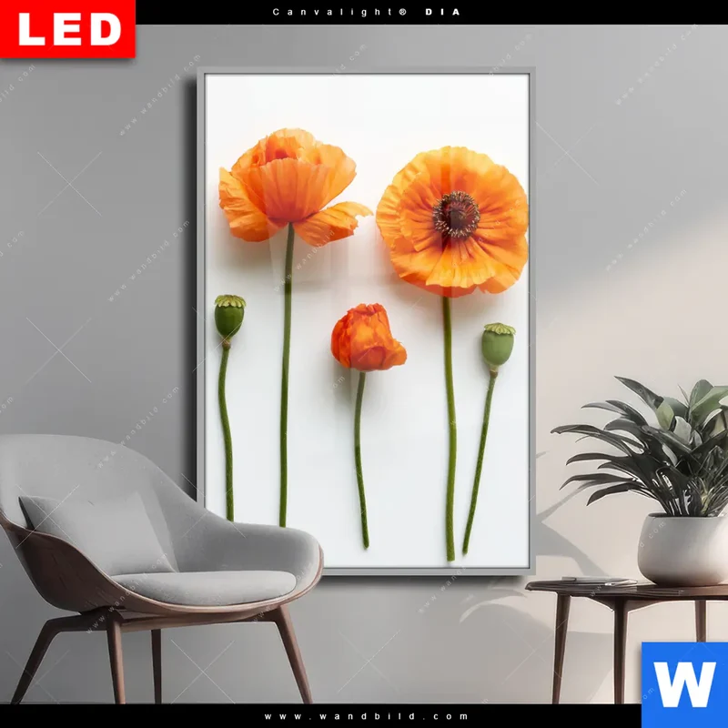 Wechselmotiv Acrylglas Canvalight® DIA | Mohnblumen in voller Blüte | Hochformat