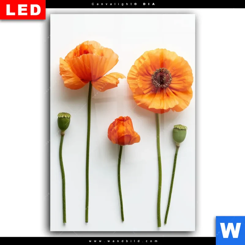 Wechselmotiv Acrylglas Canvalight® DIA | Mohnblumen in voller Blüte | Hochformat