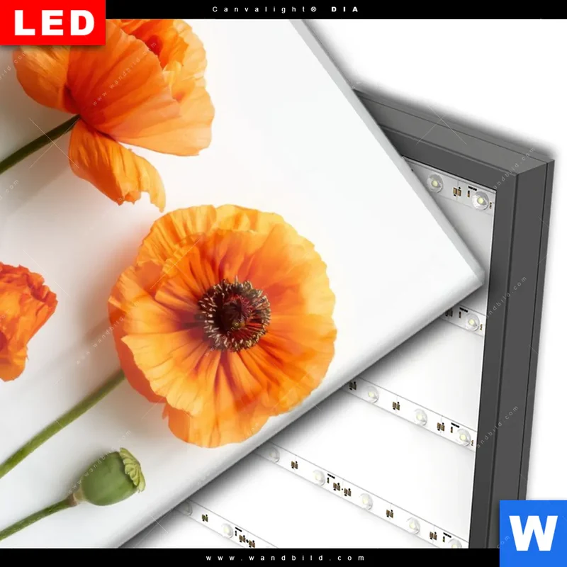 Wechselmotiv Acrylglas Canvalight® DIA | Mohnblumen in voller Blüte | Hochformat