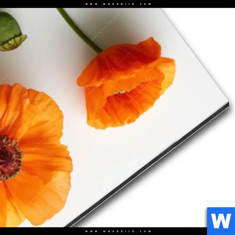Alu-Dibond Bild | Mohnblumen in voller Blüte | Schmal