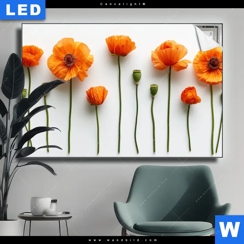Canvalight® Leuchtbild | Mohnblumen in voller Blüte | Querformat