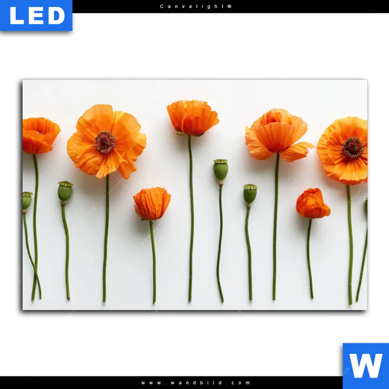 Canvalight® Leuchtbild | Mohnblumen in voller Blüte | Querformat
