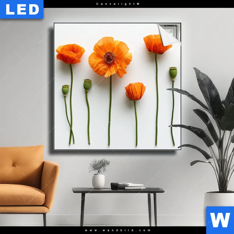 Canvalight® Leuchtbild | Mohnblumen in voller Blüte | Quadrat