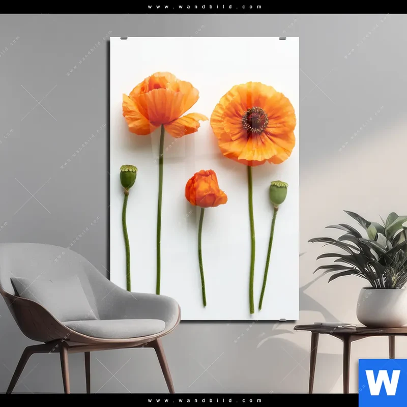 Acrylglasbild | Mohnblumen in voller Blüte | Hochformat