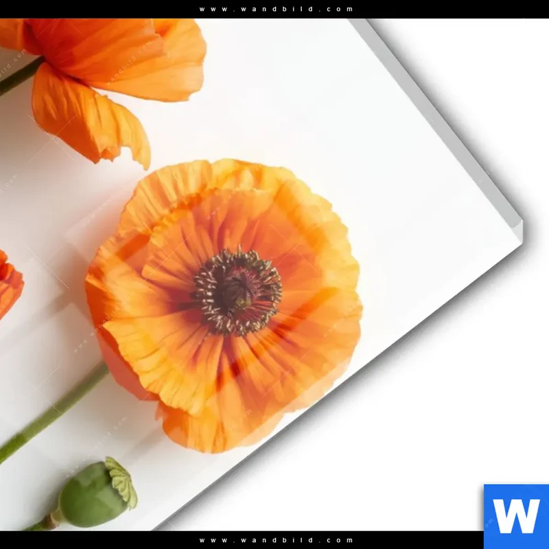 Acrylglasbild | Mohnblumen in voller Blüte | Hochformat