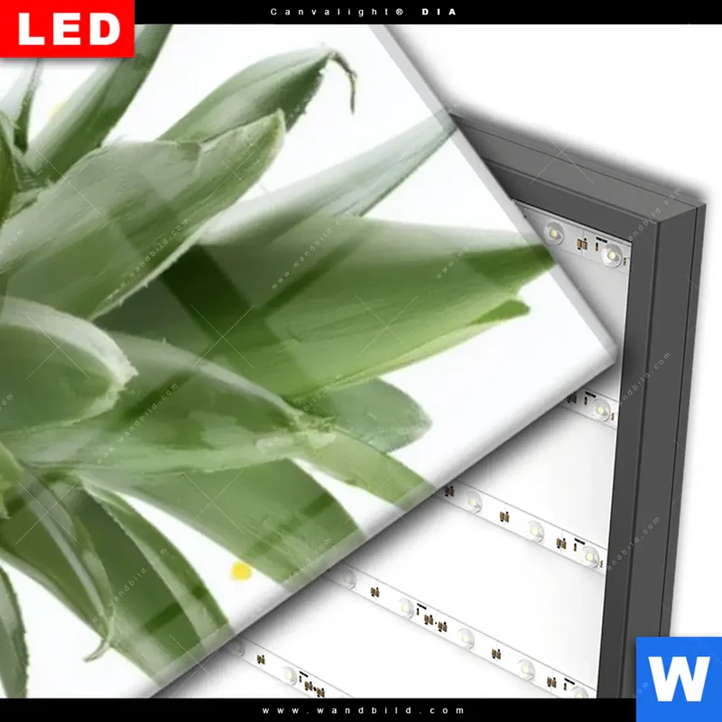 Wechselmotiv Acrylglas Canvalight® DIA | Tropische Frische - Ananas-Explosion | Schmal