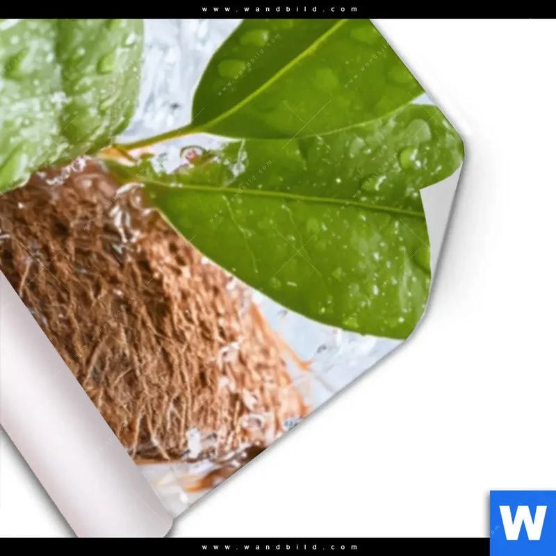 Poster | Frische Kokosnuss im Wassersplash | Schmal