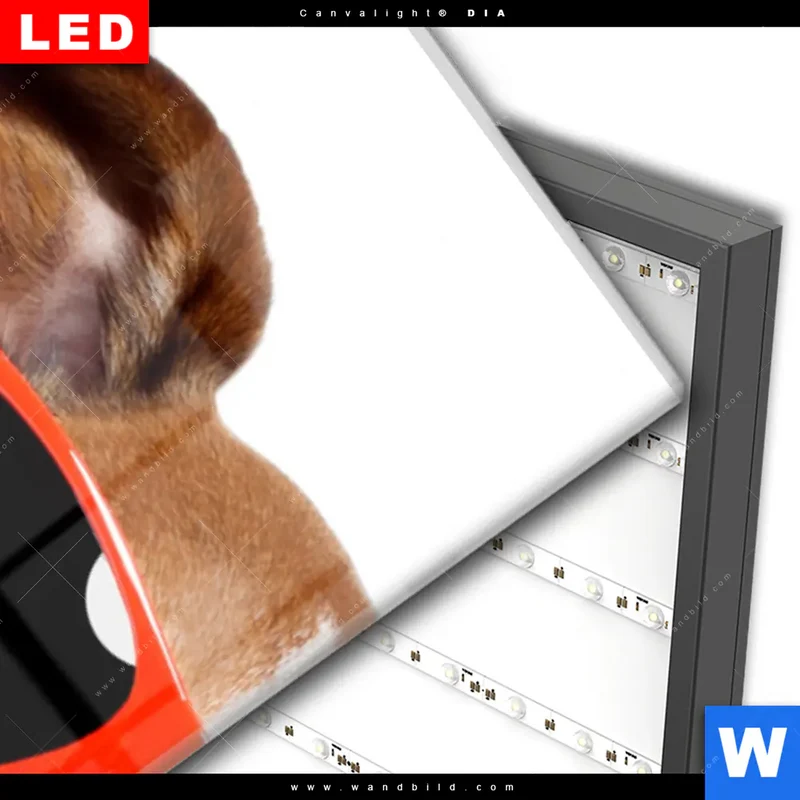 Wechselmotiv Acrylglas Canvalight® DIA | Kinoabend mit Terrier | Schmal