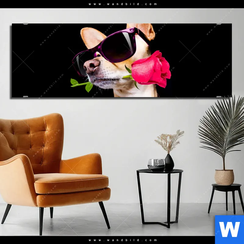 Alu-Dibond Bild | Cooler Hund mit roter Rose | Panorama