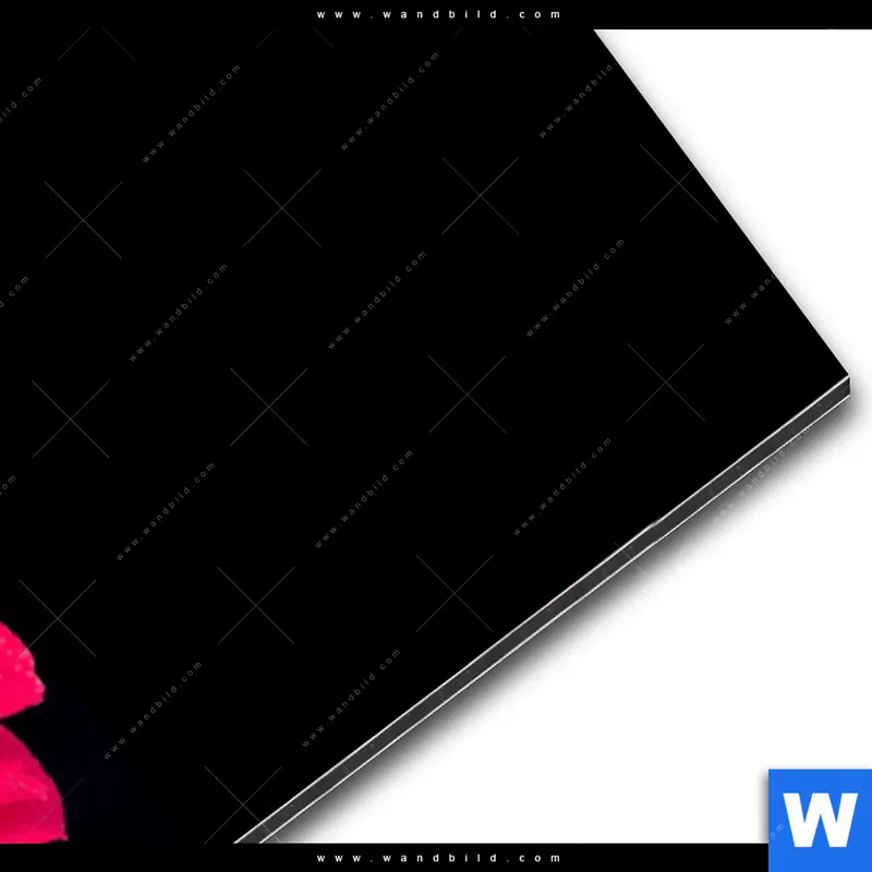 Alu-Dibond Bild | Cooler Hund mit roter Rose | Panorama