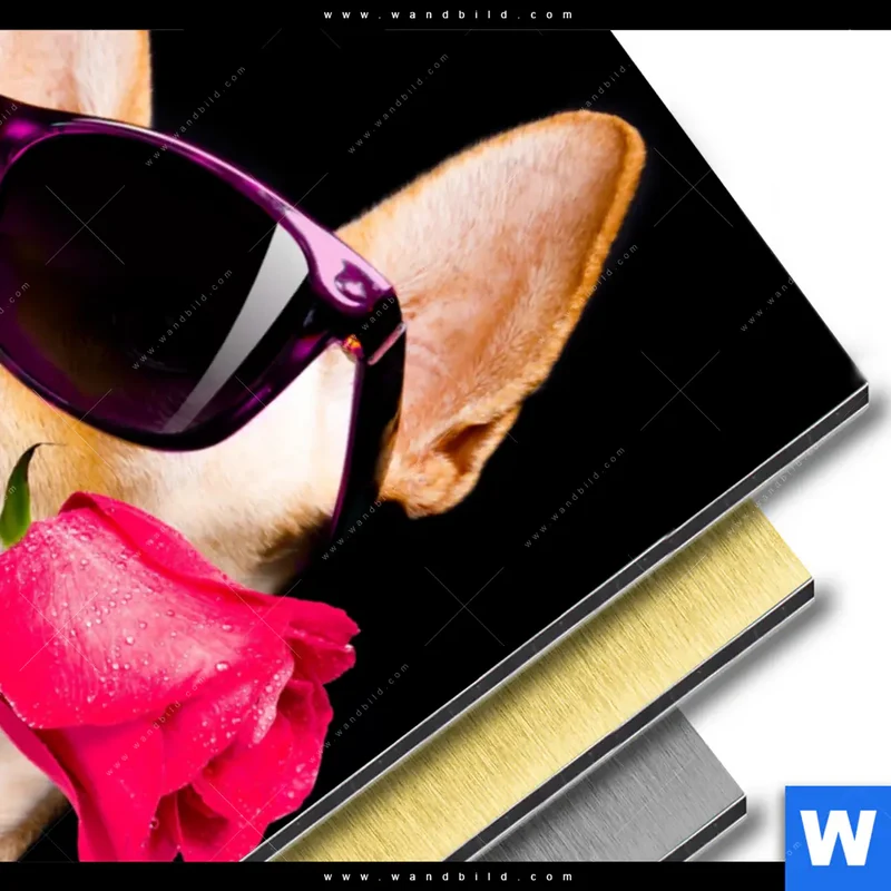Aluminiumbild gebürstet | Cooler Hund mit roter Rose | Hochformat