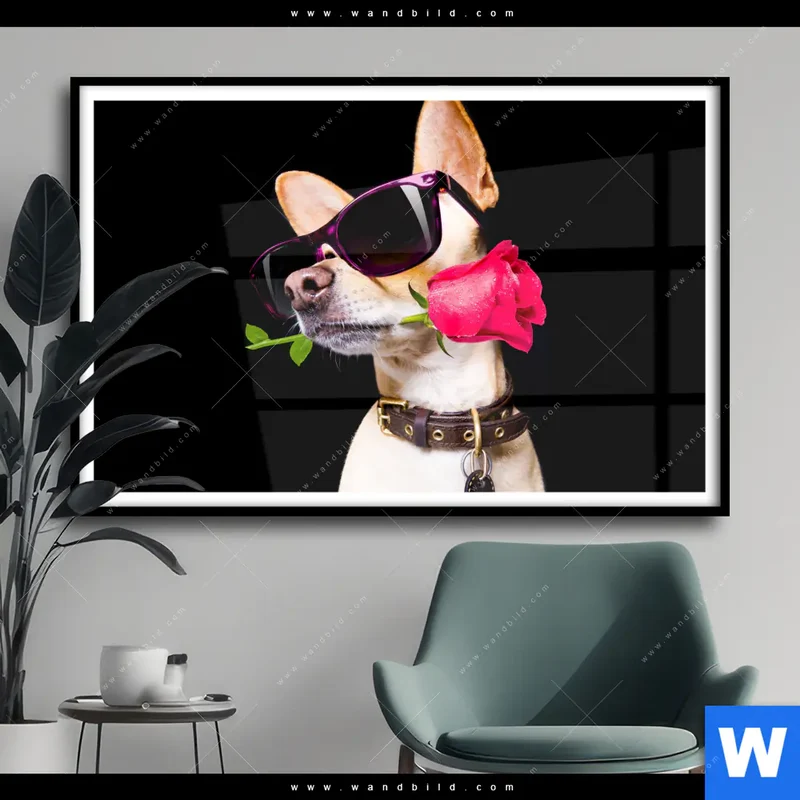 Poster | Cooler Hund mit roter Rose | Querformat