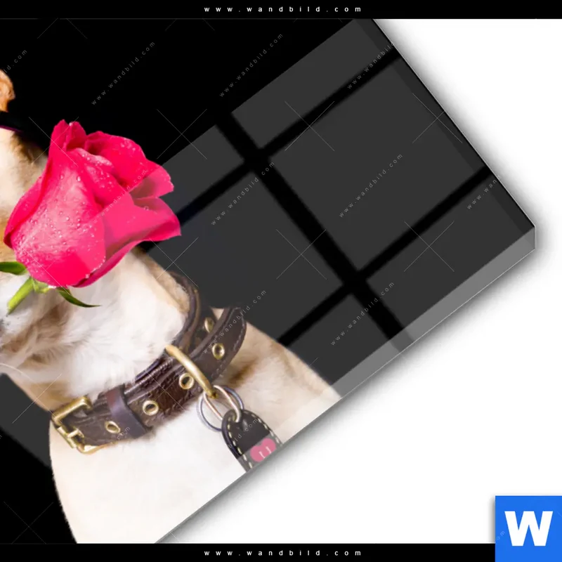 Acrylglasbild | Cooler Hund mit roter Rose | Querformat