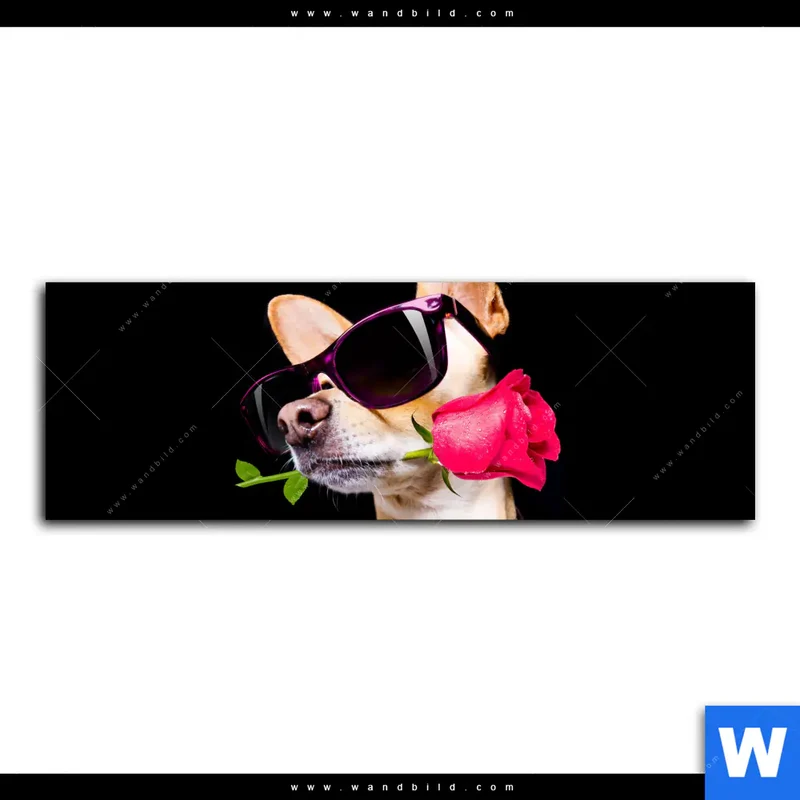 Aluminiumbild gebürstet | Cooler Hund mit roter Rose | Panorama