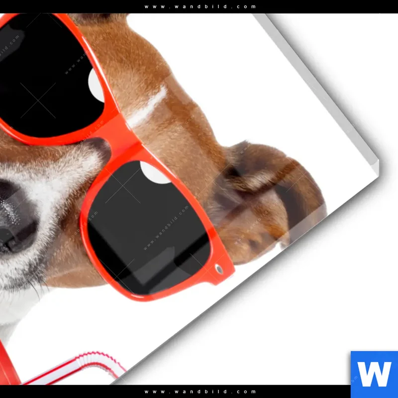 Acrylglasbild | Kinoabend mit Terrier | Hochformat