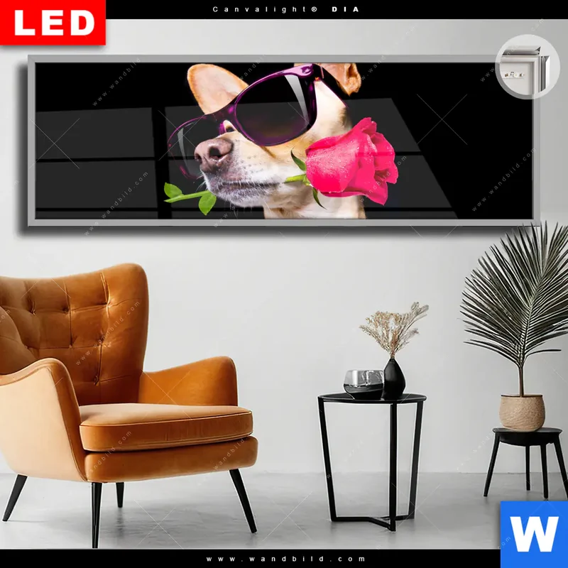 Leuchtbild Acrylglas Canvalight® DIA | Cooler Hund mit roter Rose | Panorama