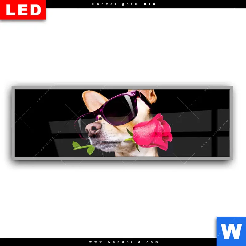 Leuchtbild Acrylglas Canvalight® DIA | Cooler Hund mit roter Rose | Panorama