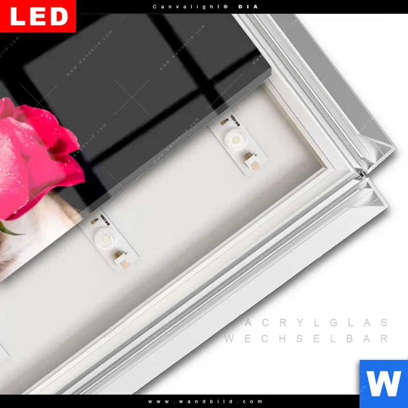 Leuchtbild Acrylglas Canvalight® DIA | Cooler Hund mit roter Rose | Panorama