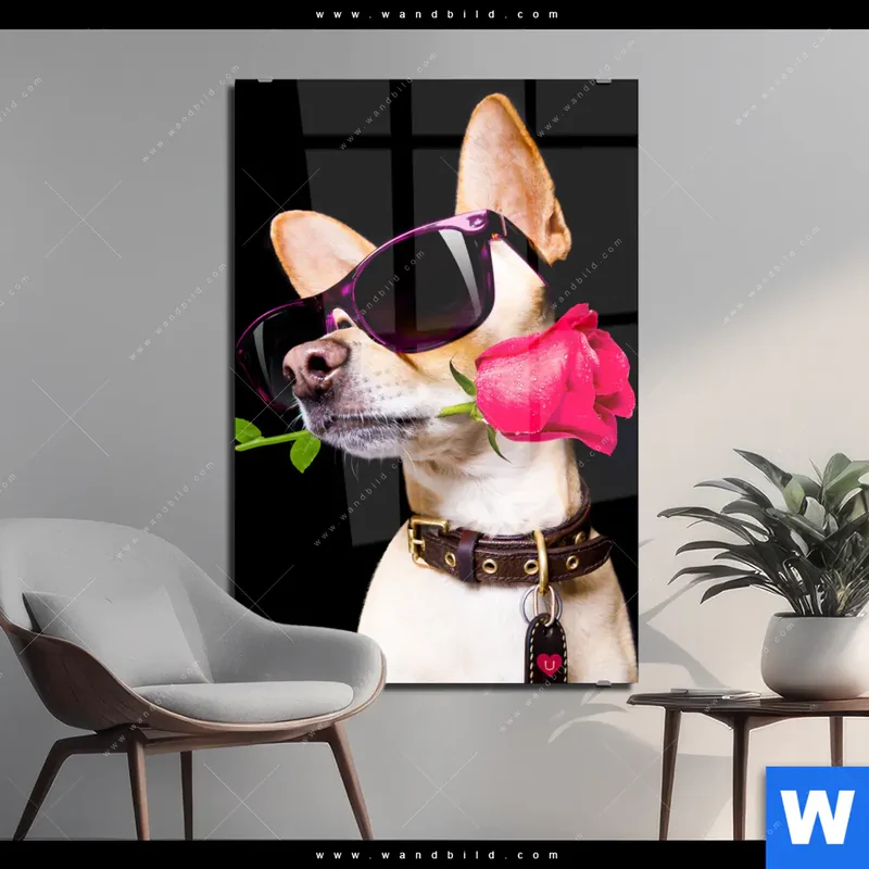 Acrylglasbild | Cooler Hund mit roter Rose | Hochformat